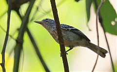 Large-billed Antwren